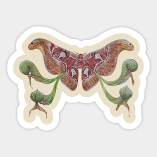 Attacus atlas Moth and Darlingtonia californica Sticker